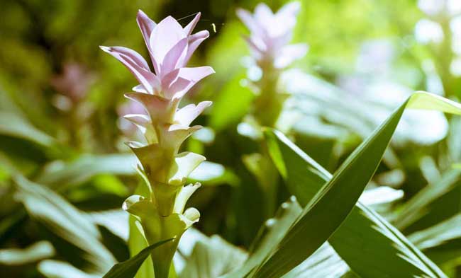 I Fiori Meravigliosi Della Curcuma Tacchi E Pentole